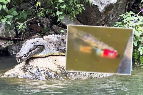 Futbolista murió al ser devorado por un cocodrilo
