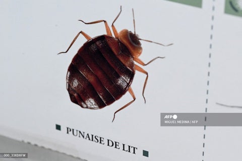 Los chinches invaden París a un año de los Olímpicos