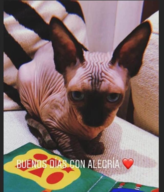 El gato de la compañera de Cristiano Ronaldo presentado en Instagram