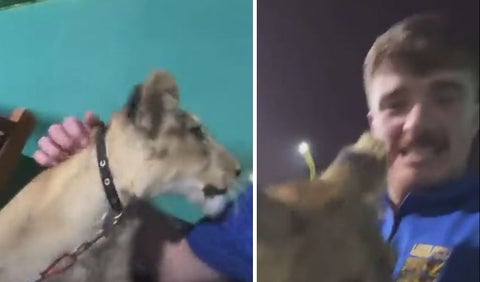 Dos hinchas ingleses fueron a Catar y acabaron jugando con un león en el palacio de un jeque