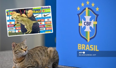 Gato Brasil