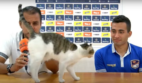 Gato en rueda de prensa
