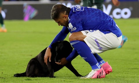 Perro en la cancha, Millonarios vs Cali