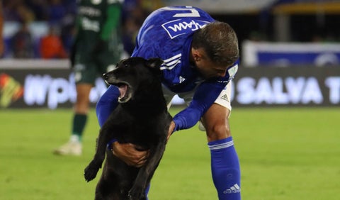 Millonarios vs Cali - Perro - Campín