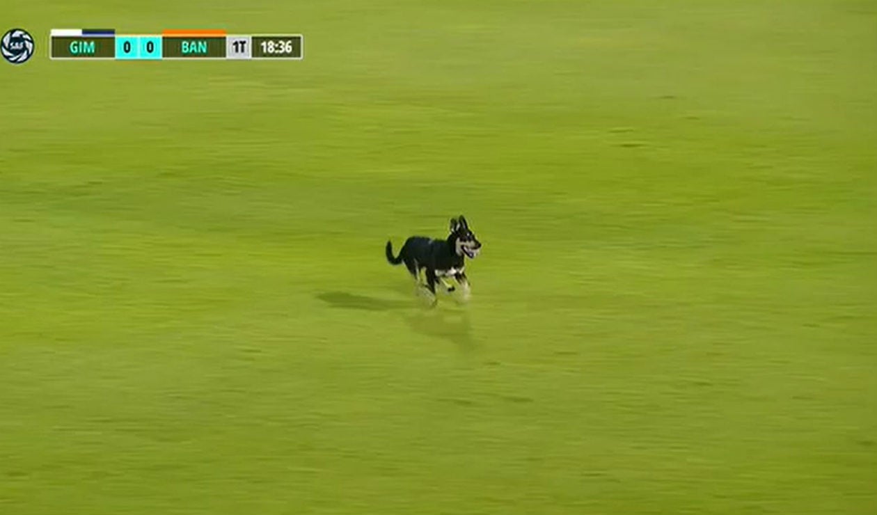 Perrito en Argentina