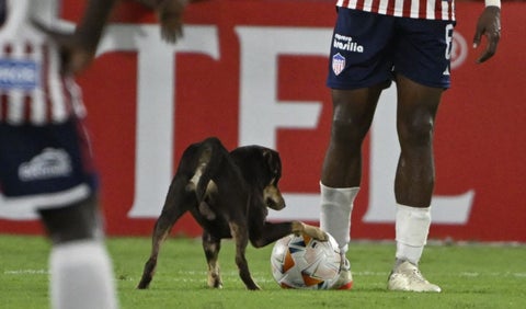 Perrito Junior vs Universitario - Copa Libertadores