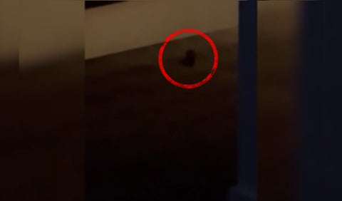 Ratones, Abierto de Australia