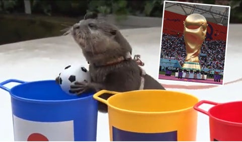 Taiyo nutria Mundial Qatar 2022